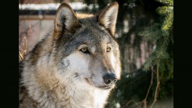 US Dog Attack: Family's 'Pet' Wolf-Hybrid Takes Life of Three-Month-Old in Alabama, Probe On